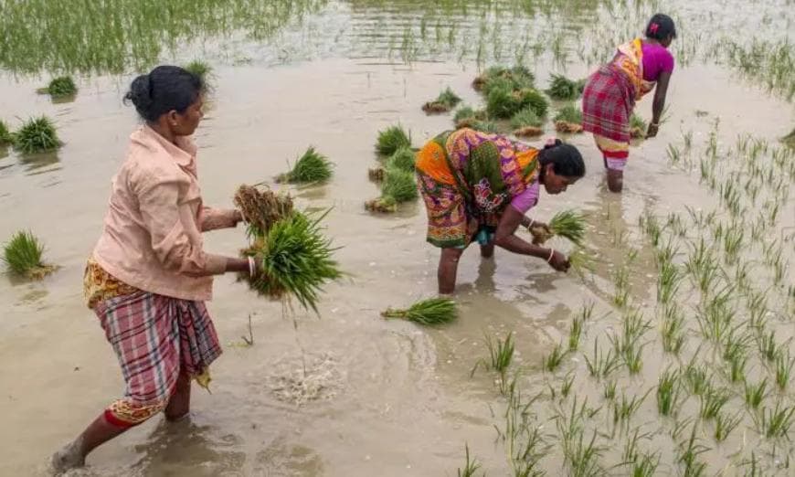 Karnataka Is Using Satellite Radar and AI to Count Its Own Crops